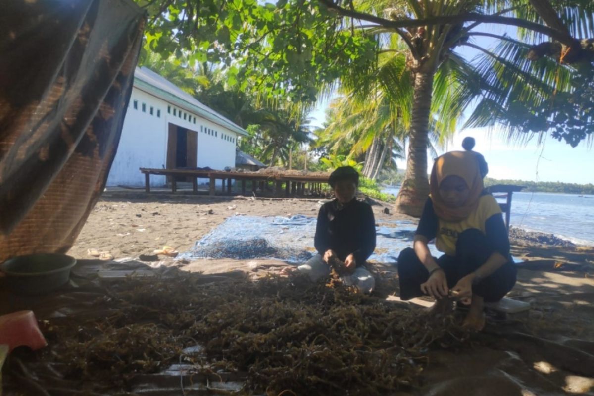 NTT salurkan bantuan peralatan budi daya rumput laut untuk 4.050 orang