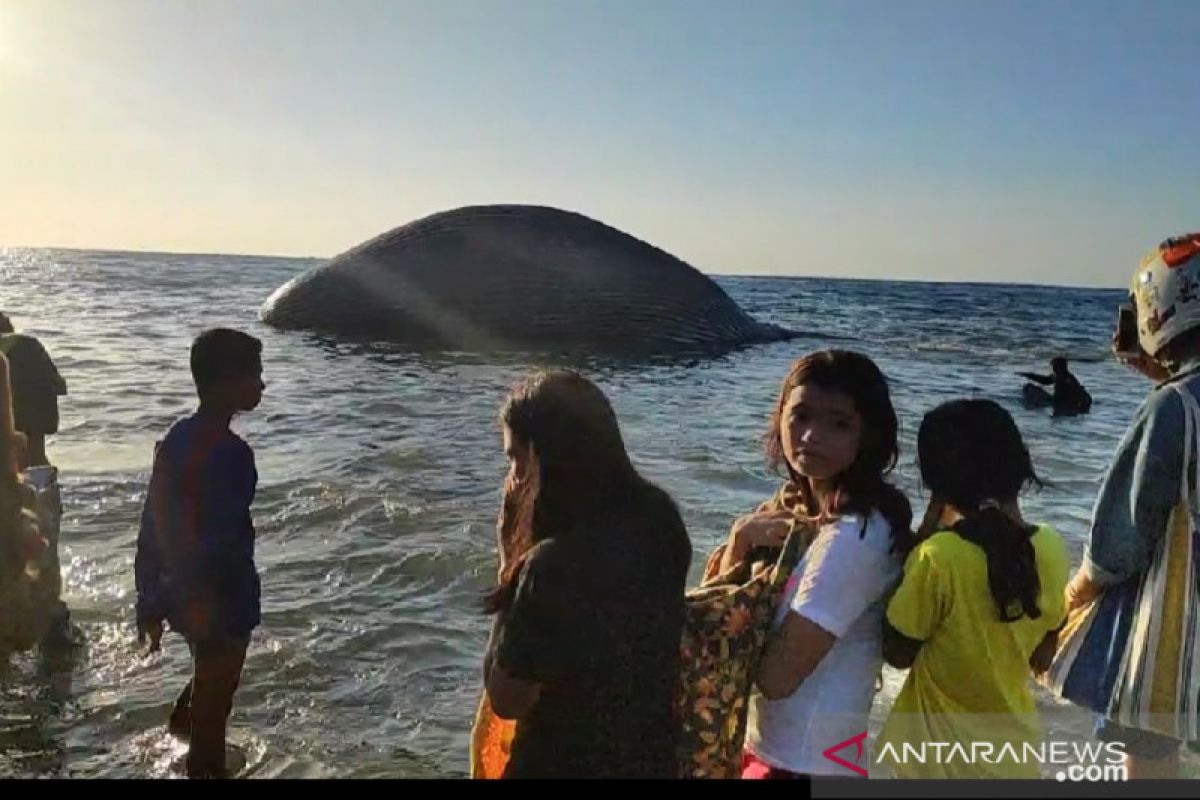 Paus biru yang mati terdampar di pesisir pantai hilang dilokasi