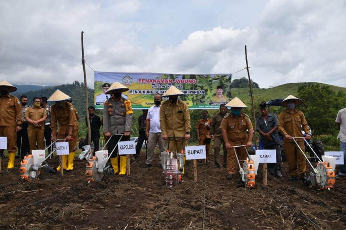 Aceh Tengah galakkan tanam jagung hybrida untuk mandiri pangan