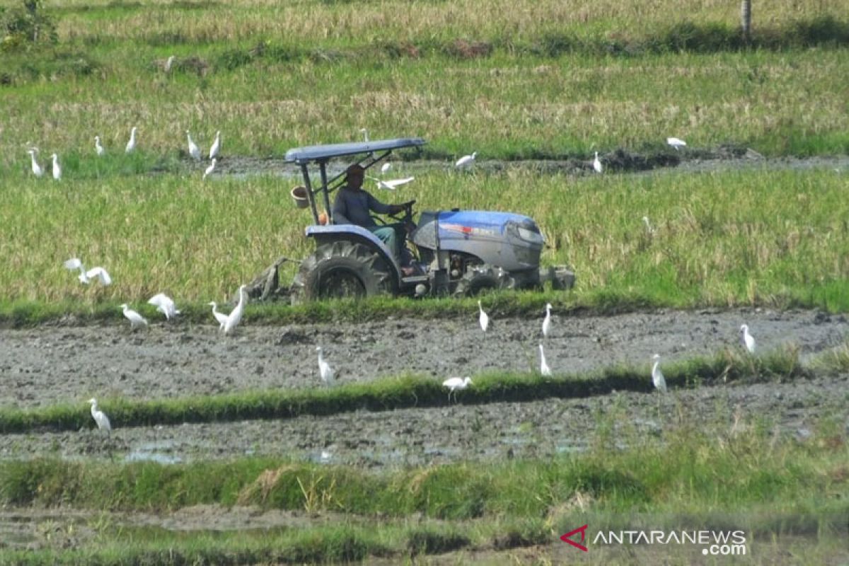 90 persen lahan sawah di Abdya tuntas digarap petani