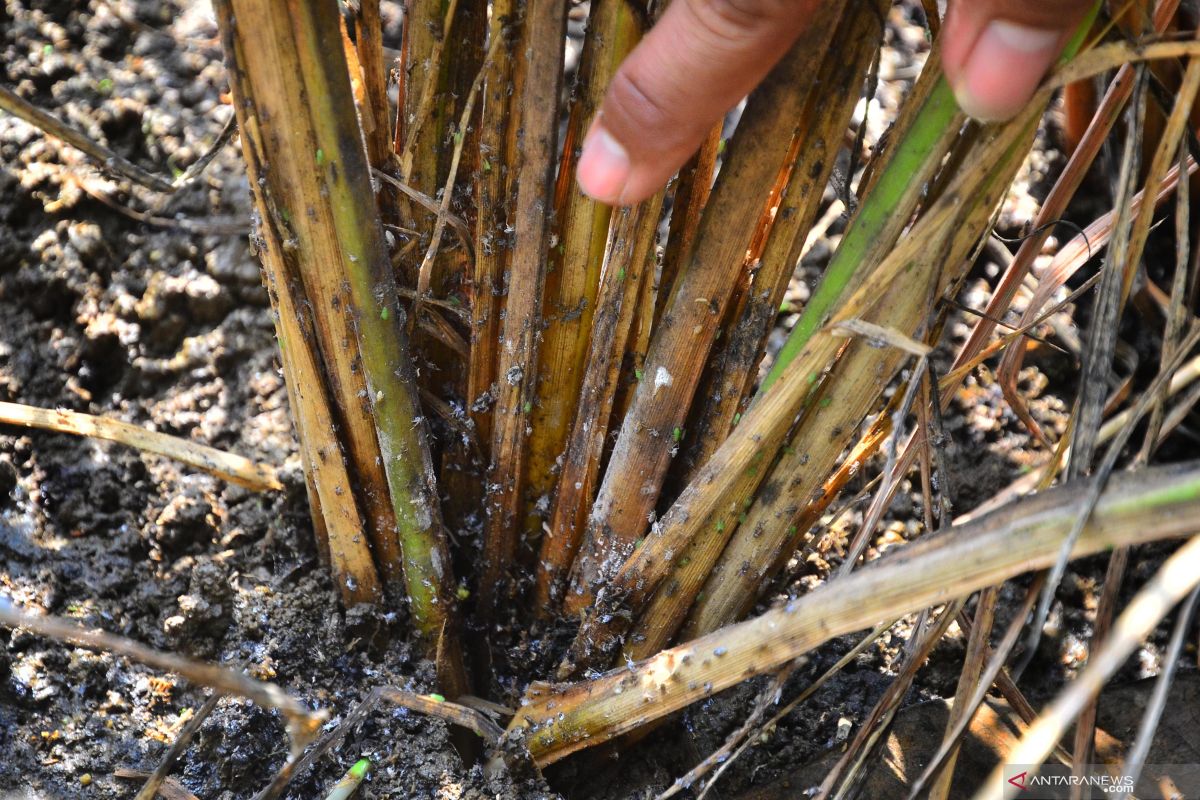 Serangan hama wereng rugikan petani ratusan juta di Kabupaten Lamongan