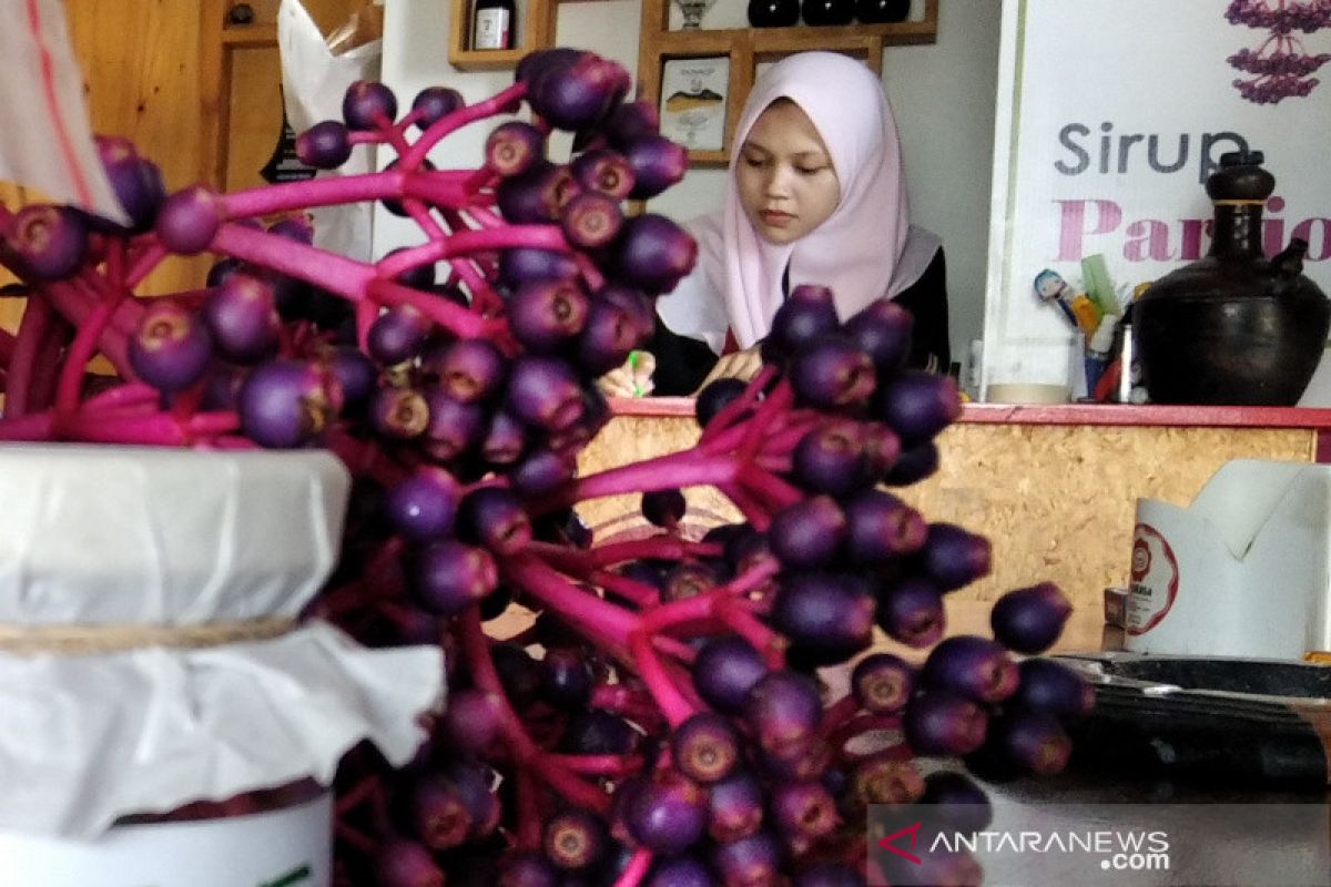 Pemkab usulkan parijoto sebagai tanaman buah asli Kudus