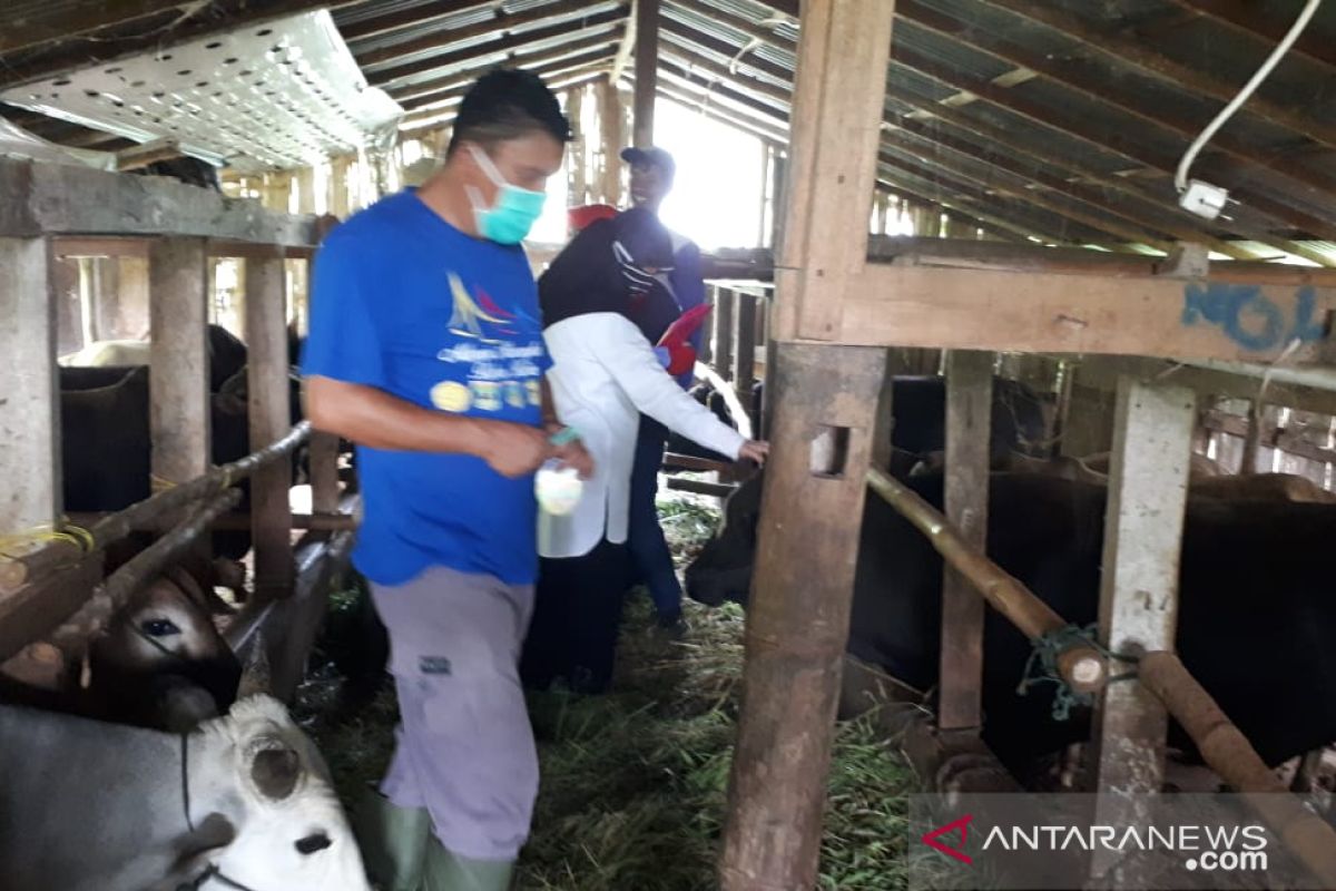 Pemeriksaan kesehatan hewan kurban di Padang Panjang terkendala jarak