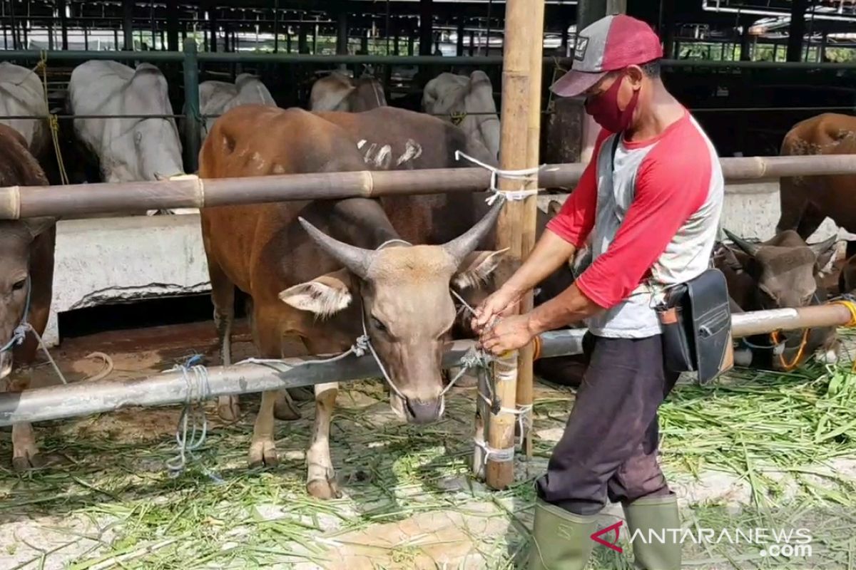 Belasan hewan kurban tidak layak jual di Jakarta Timur