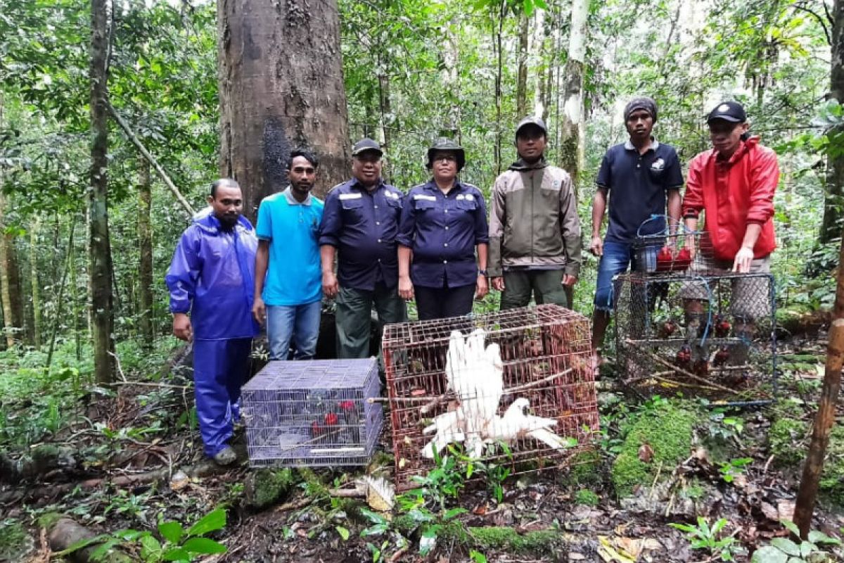 BKSDA Maluku lepasliarkan satwa liar endemik