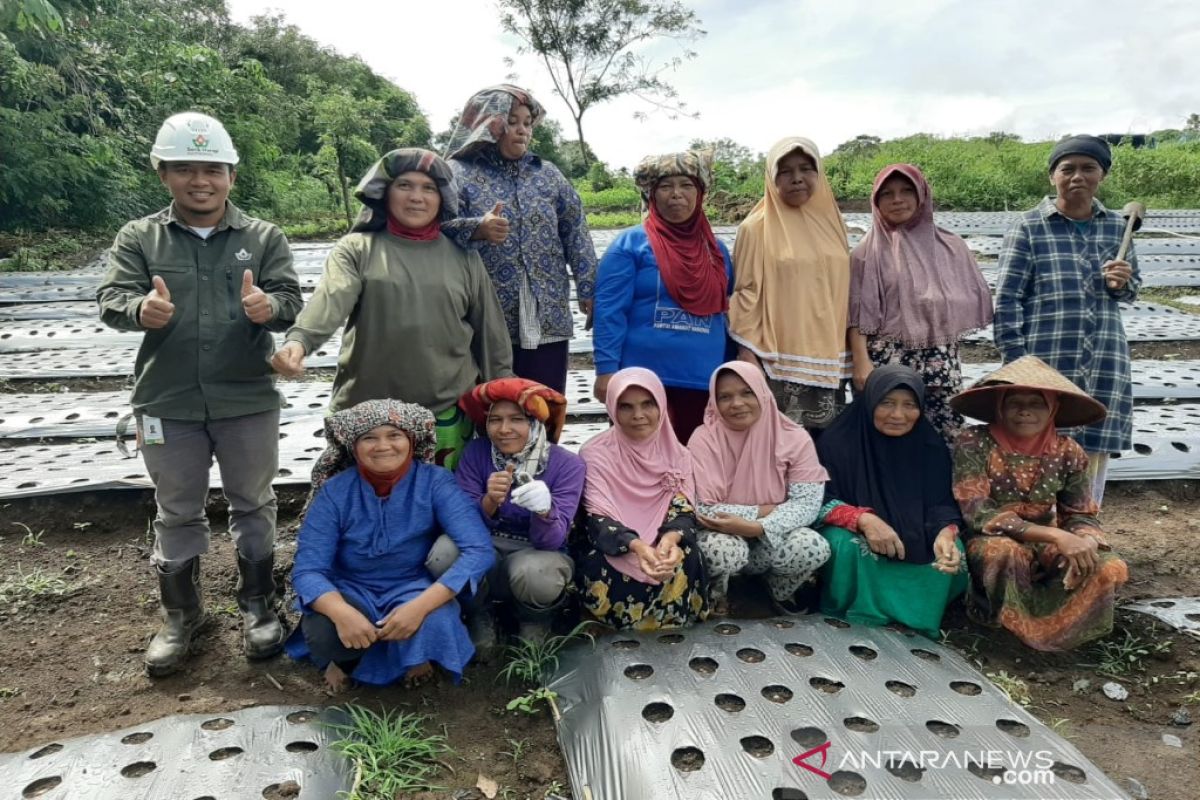 SMGP bina kelompok tani Mekar Sari Desa Aek Marian