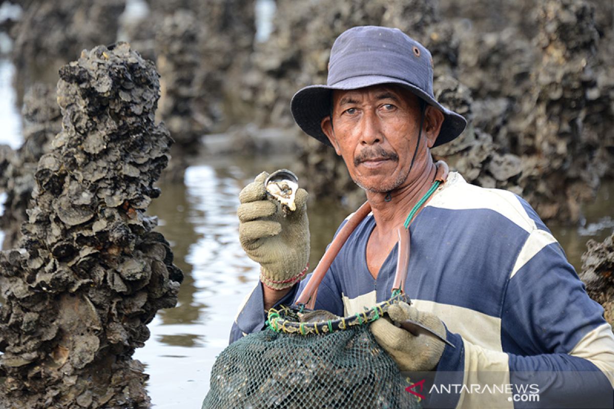 Hasil panen tiram budi daya tradisional menurun