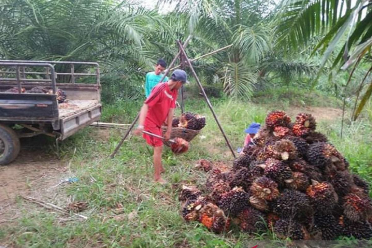 Harga kelapa sawit di Mukomuko tembus Rp1.500/Kg