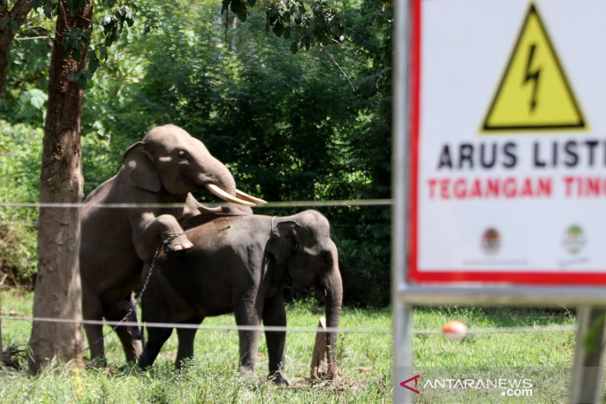 Ancaman populasi gajah sumatra