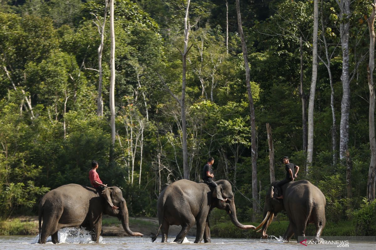 Pergerakan gajah sumatera akan dipantau melalui satelit