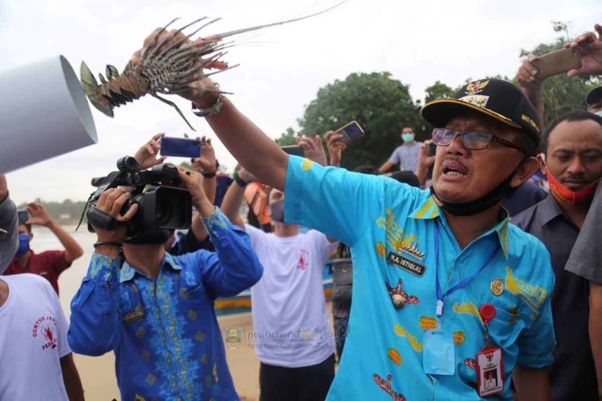 Bupati Pesisir Barat apresiasi perusahaan yang melakukan budi daya lobster