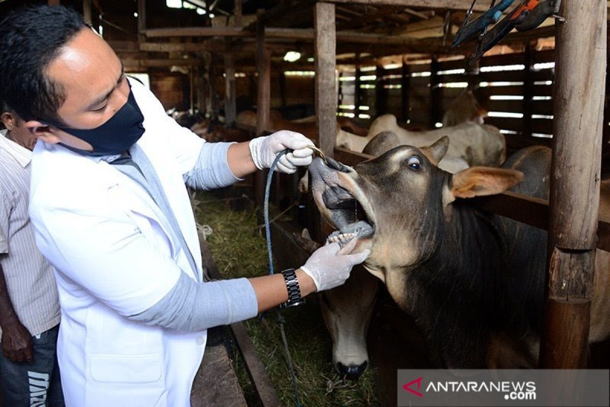 Banda Aceh mulai kerahkan tim cek kesehatan hewan kurban