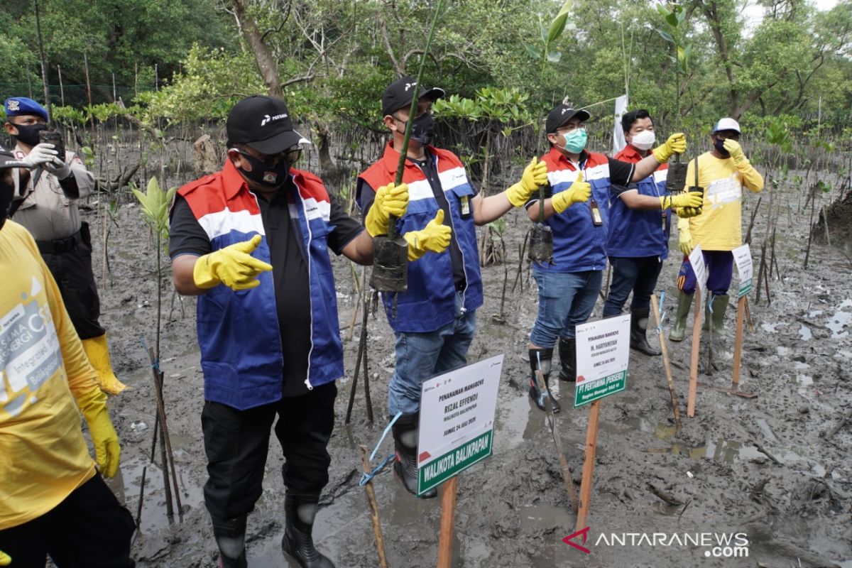 Pertamina tanam 2.000 bibit mangrove di pesisir Balikpapan