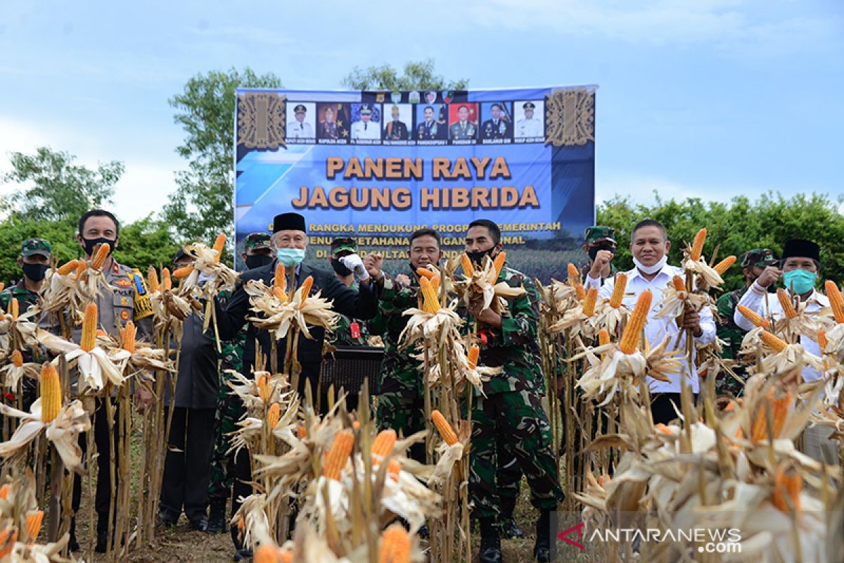 Panen jagung ketahanan pangan