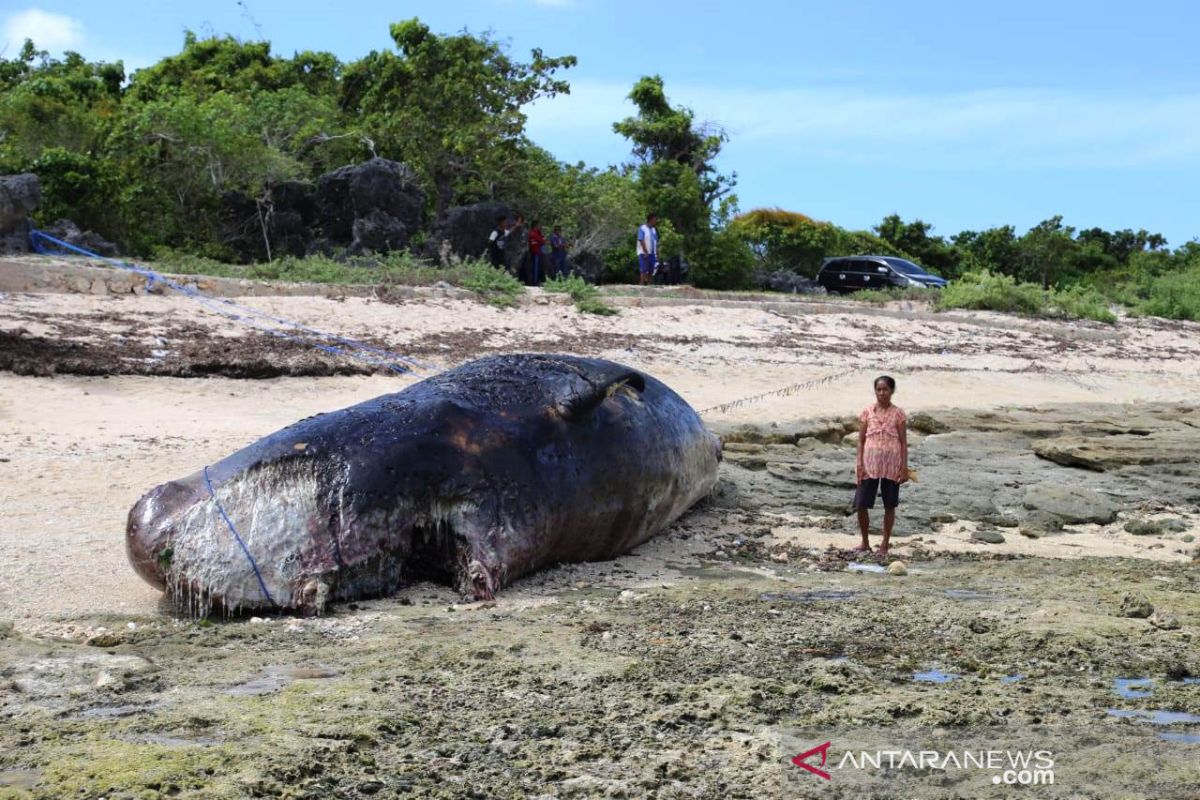 BKKPN Kupang imbau masyarakat tak buang sampah plastik ke laut