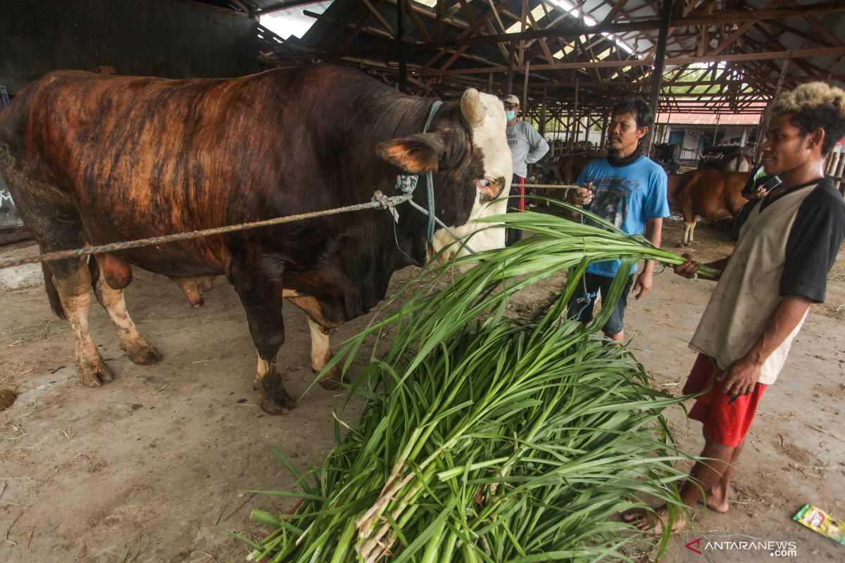 Presiden Jokowi siapkan sapi kurban untuk Kalteng