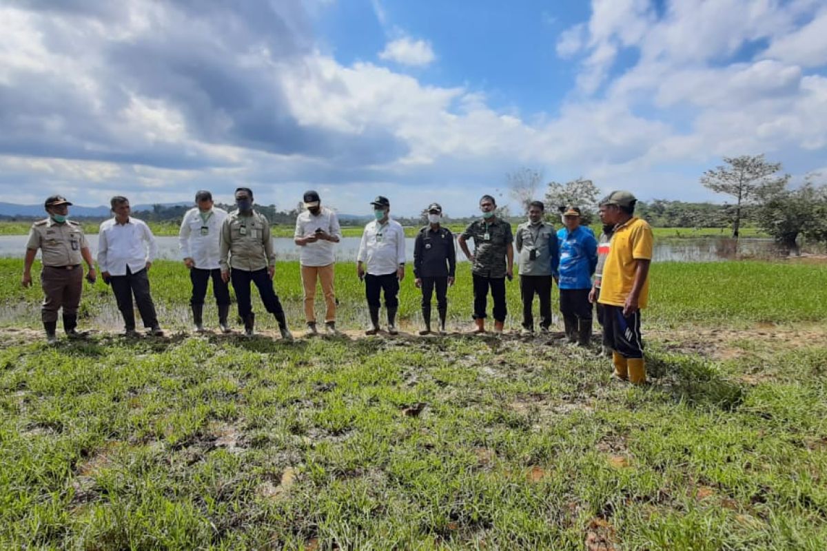 Tingkatkan produksi jagung, Konawe Selatan siapkan 20.000 hektare lahan