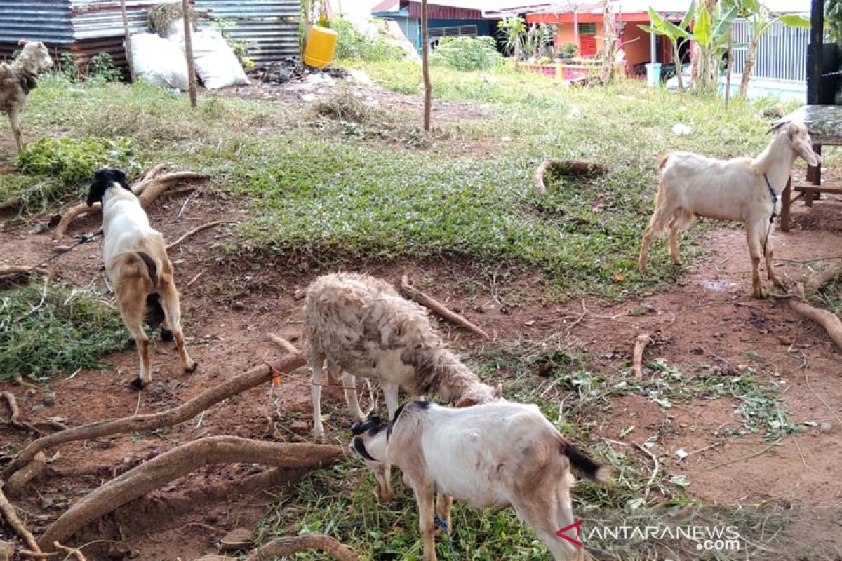 Penjualan hewan kurban di Bengkulu turun hingga 80 persen