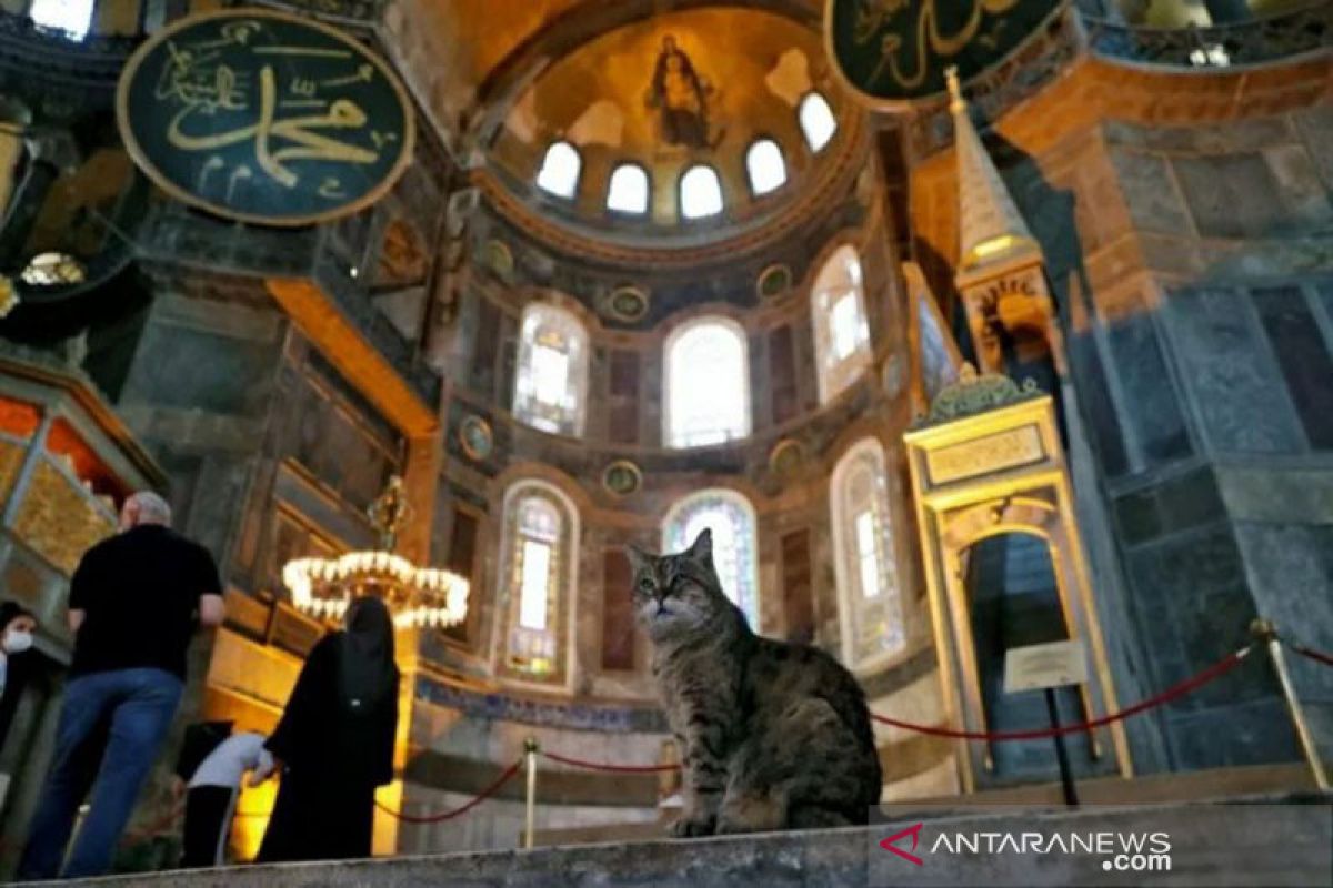 Gli si kucing tetap jadi penghuni Hagia Sophia