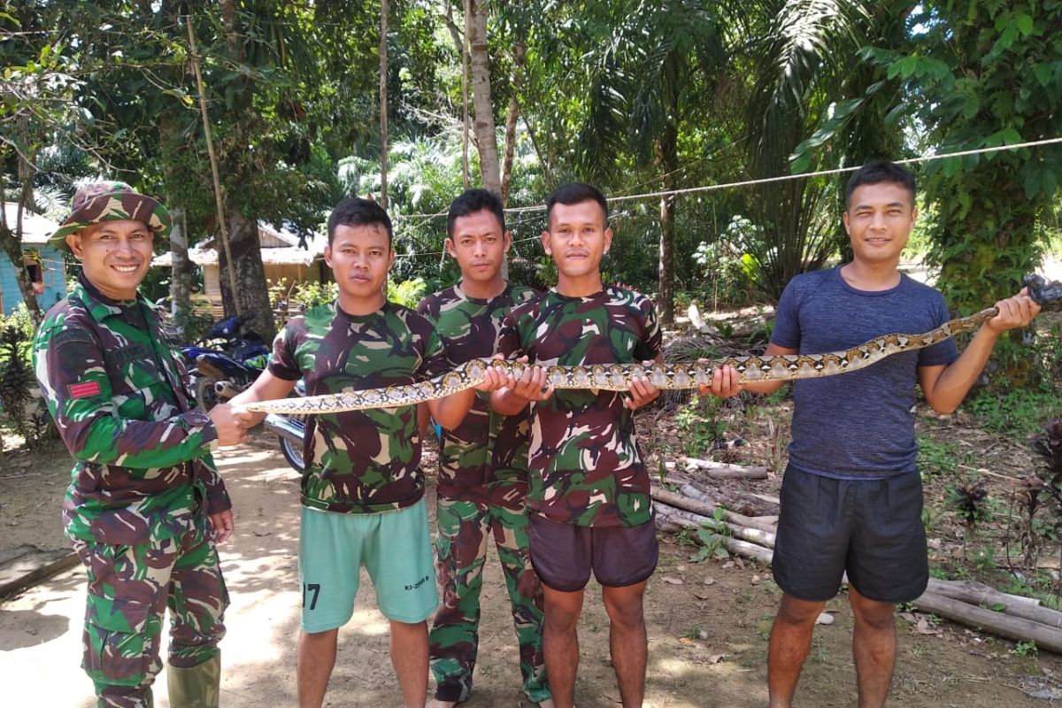 Anggota TMMD berhasil tangkap ular pemangsa ternak peliharaan warga