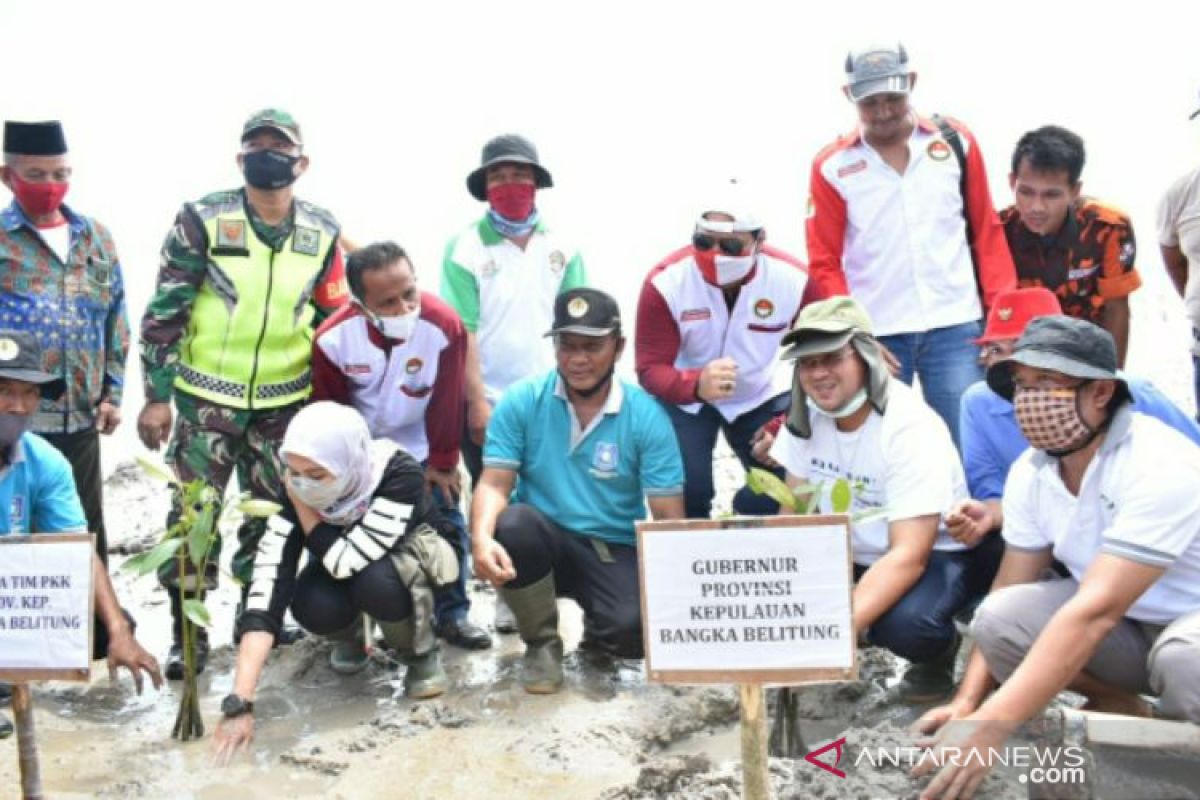 Gubernur Erzaldi akan kembangkan kepiting bakau pada kawasan hutan mangrove