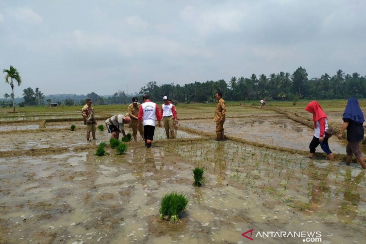 Mayoritas tanaman padi di Mukomuko terserang jamur