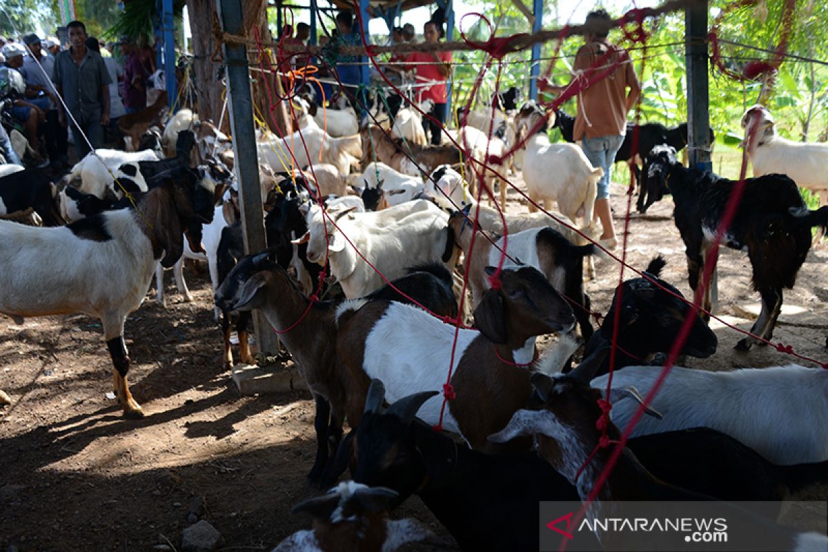 Transaksi kambing kurban sepi ditengah COVID-19