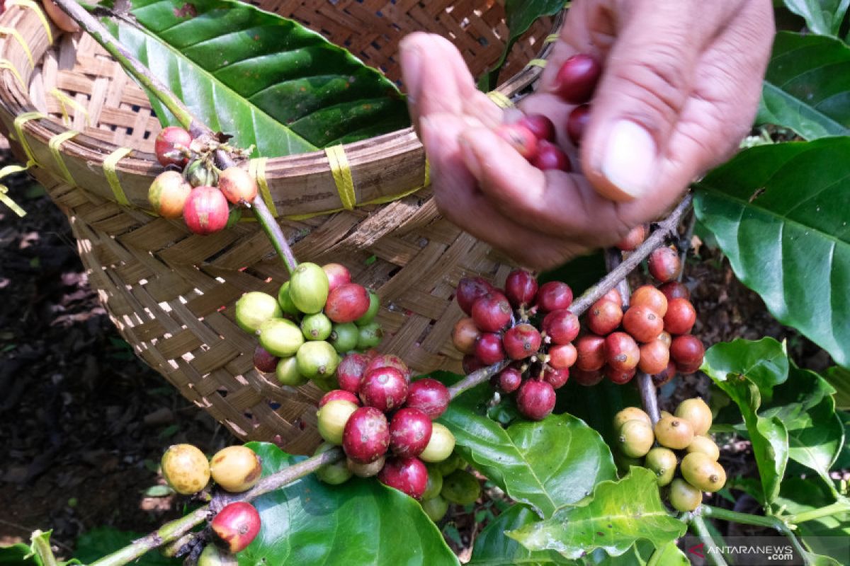 Industri olahan kopi ekspor 4,82 ton ke China
