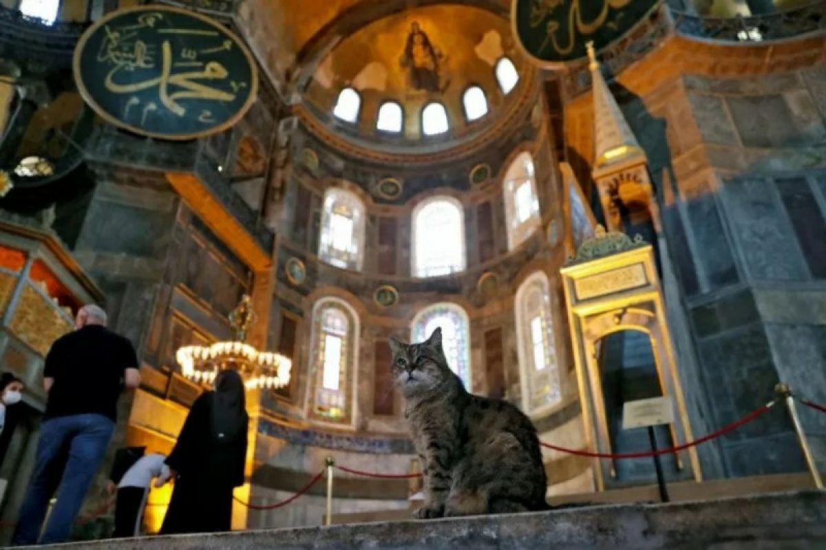 Kisah Gli, si kucing penghuni Hagia Sophia