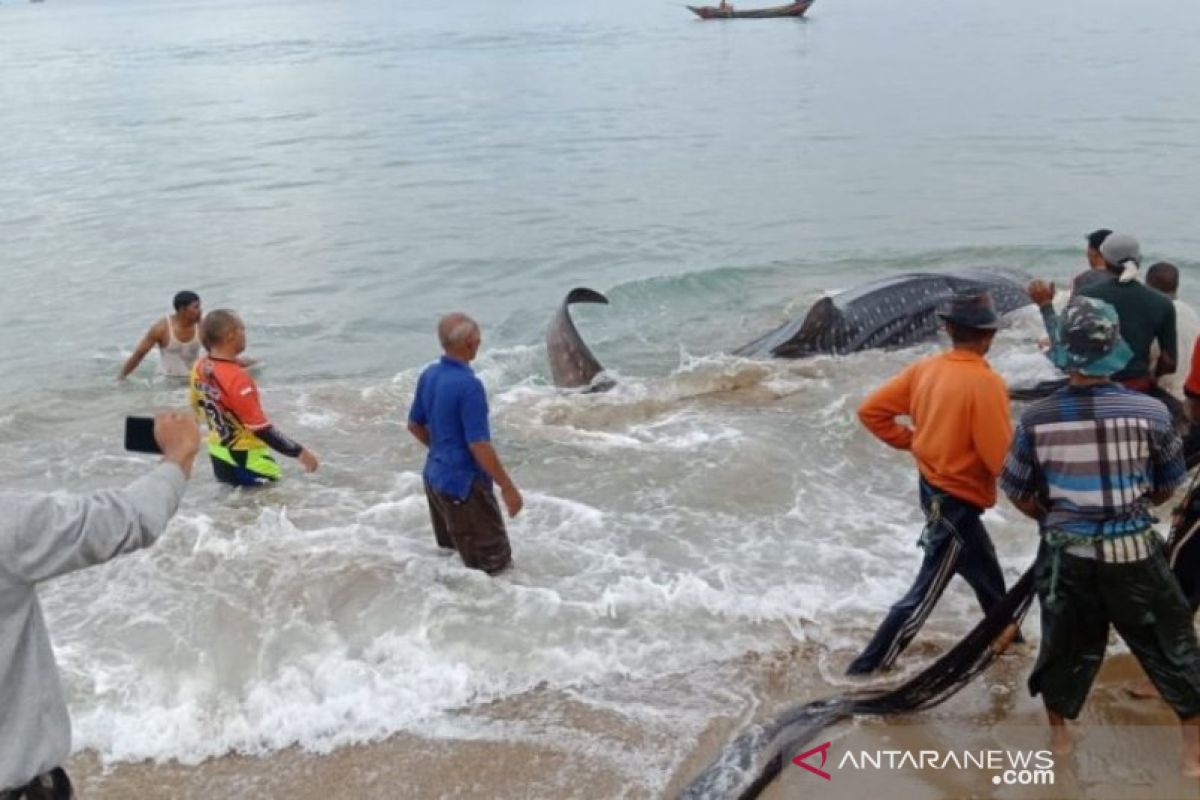 Acehnese fishermen rescue cat shark washed ashore on beach