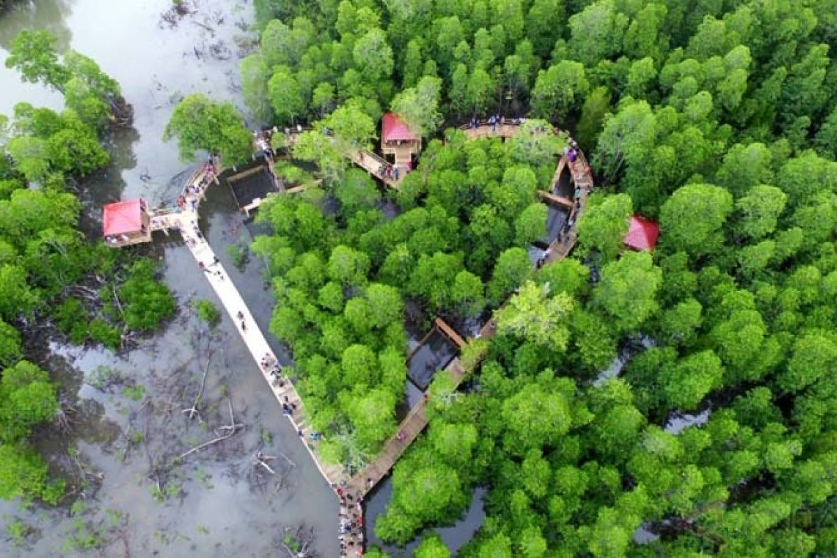 Luhut akan canangkan program "replanting" lahan mangrove