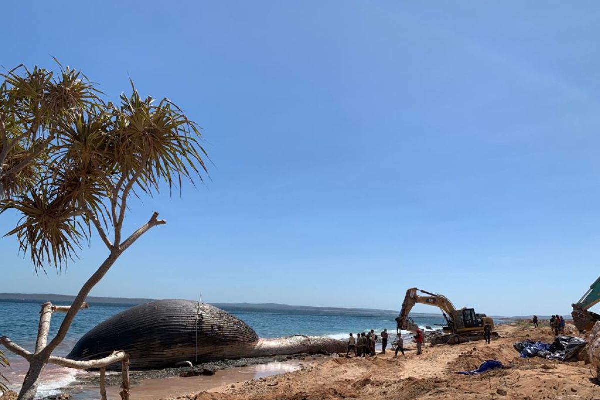 KKP kuburkan paus biru yang terdampar di pantai Kupang