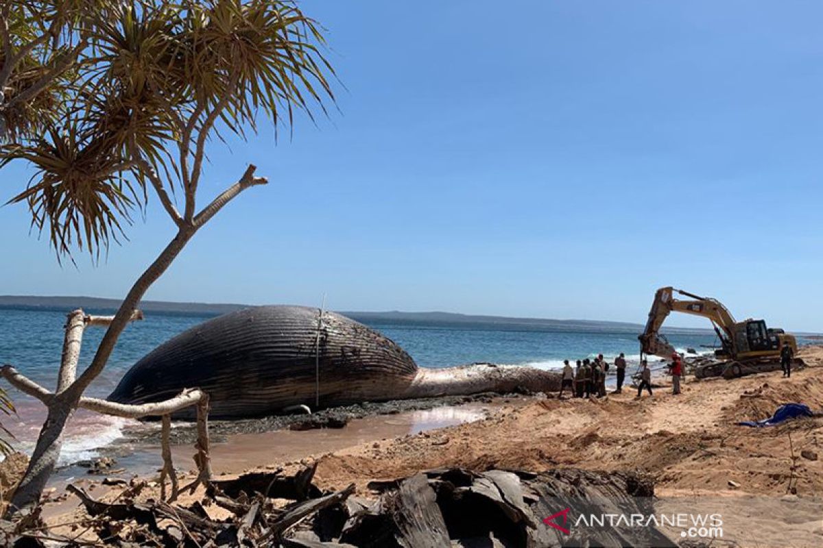 Paus biru 29 meter yang mati terdampar di Kupang dikuburkan