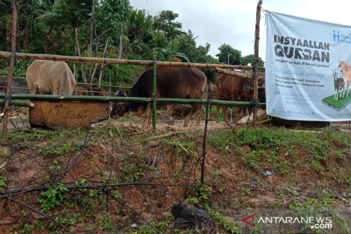 Penjual hewan kurban di Ambon panen rejeki