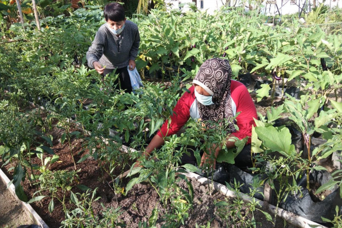 Warga Palangka Raya didorong manfaatkan pekarangan untuk budi daya sayur