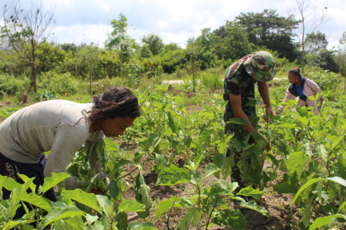 Anggota TMMD ikut panen terong di kebun warga