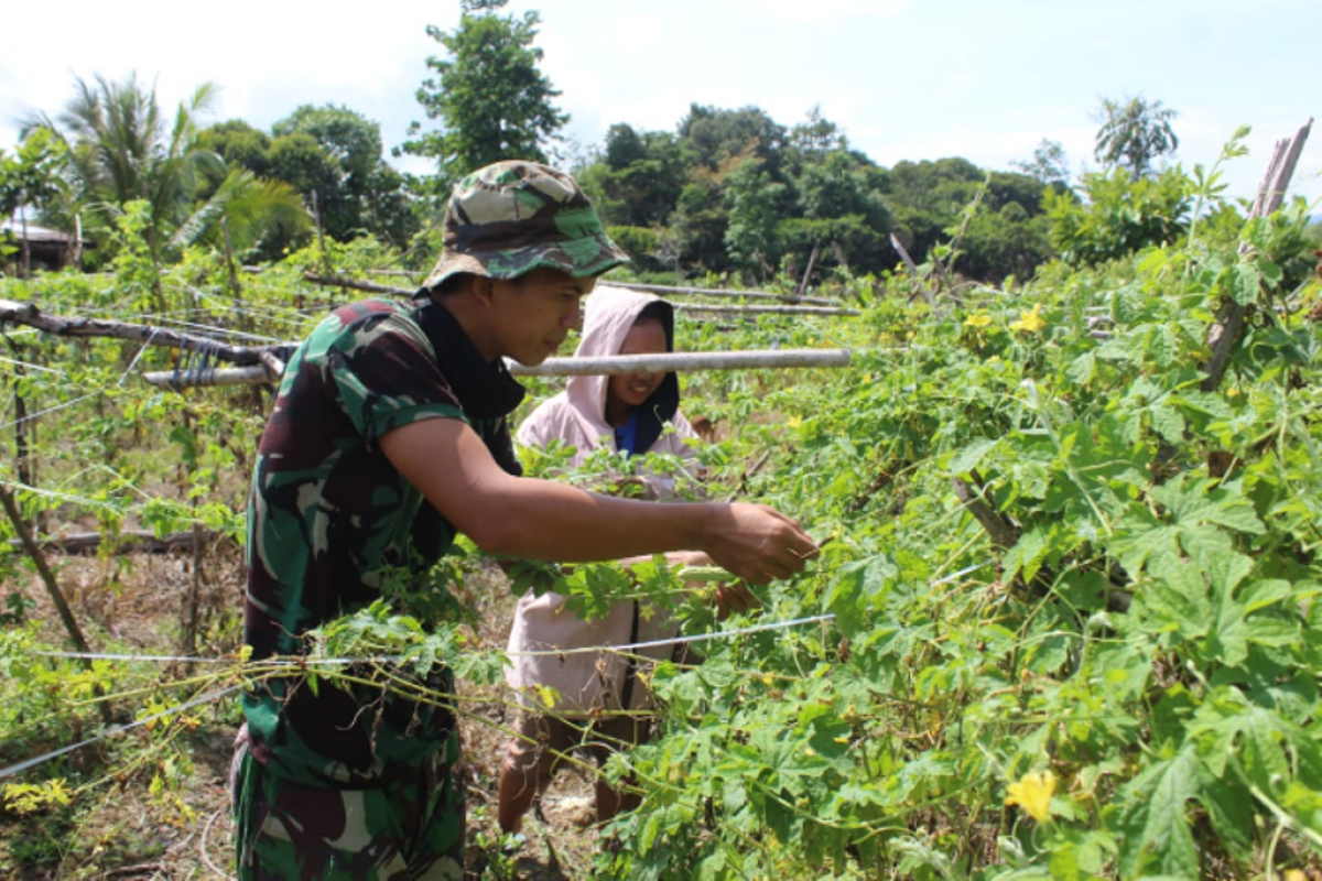 Personel TMMD bantu warga memanen buah pare