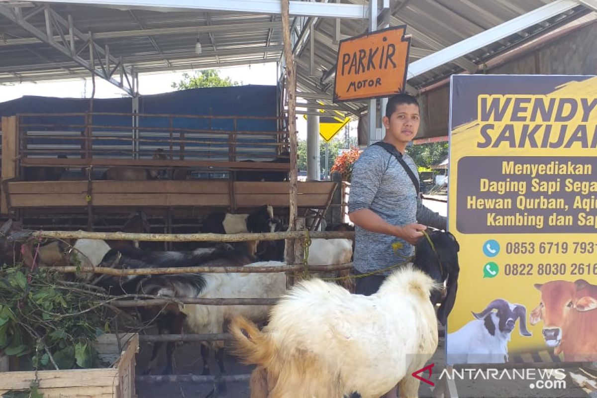 Penjualan hewan kurban di Tanjung Pandan menurun