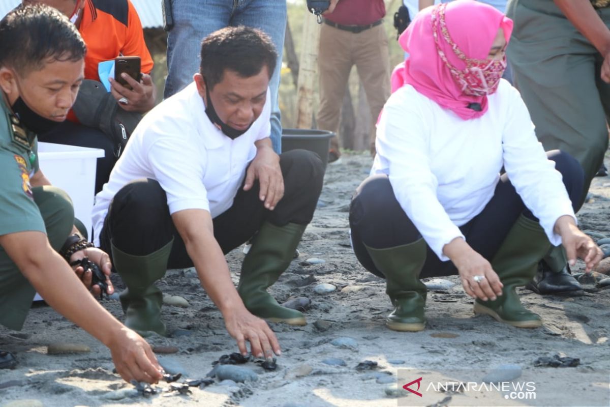 274 bayi penyu dilepas menuju habitatnya dari Pantai Pandan Wangi Bengkulu