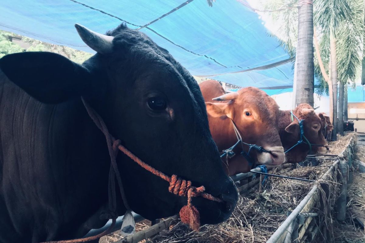 Permintaan pemotongan hewan kurban di RPH Surabaya meningkat