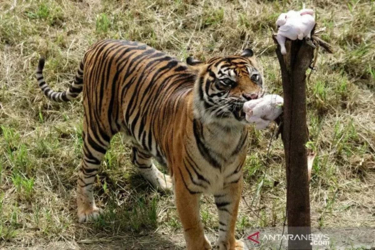 Polandia undang warganet namai bayi harimau Sumatra yang baru lahir