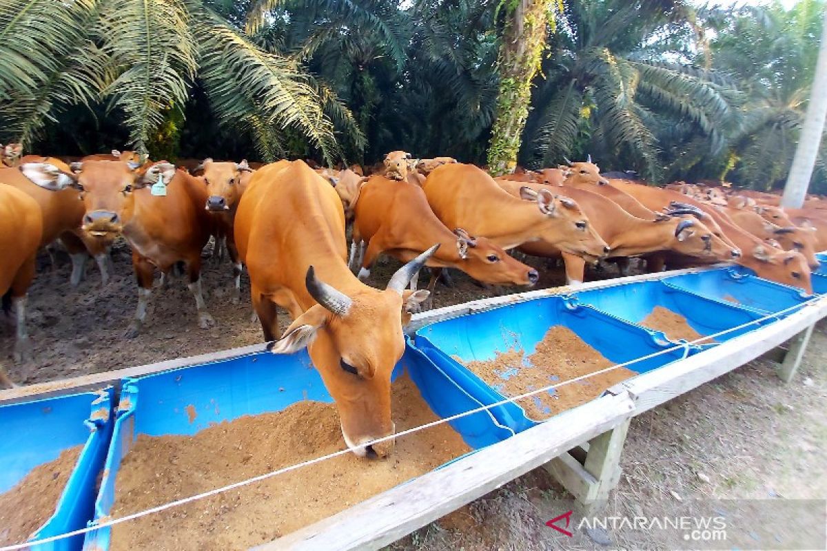 Pemprov Kalteng siapkan 300 sapi kurban untuk Idul Adha