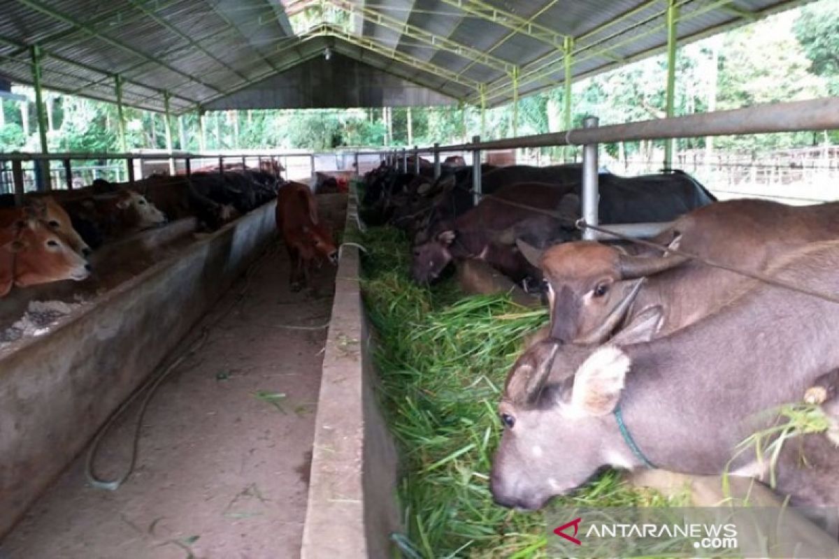 Persediaan hewan kurban di Aceh Besar sebanyak 2.333 ekor