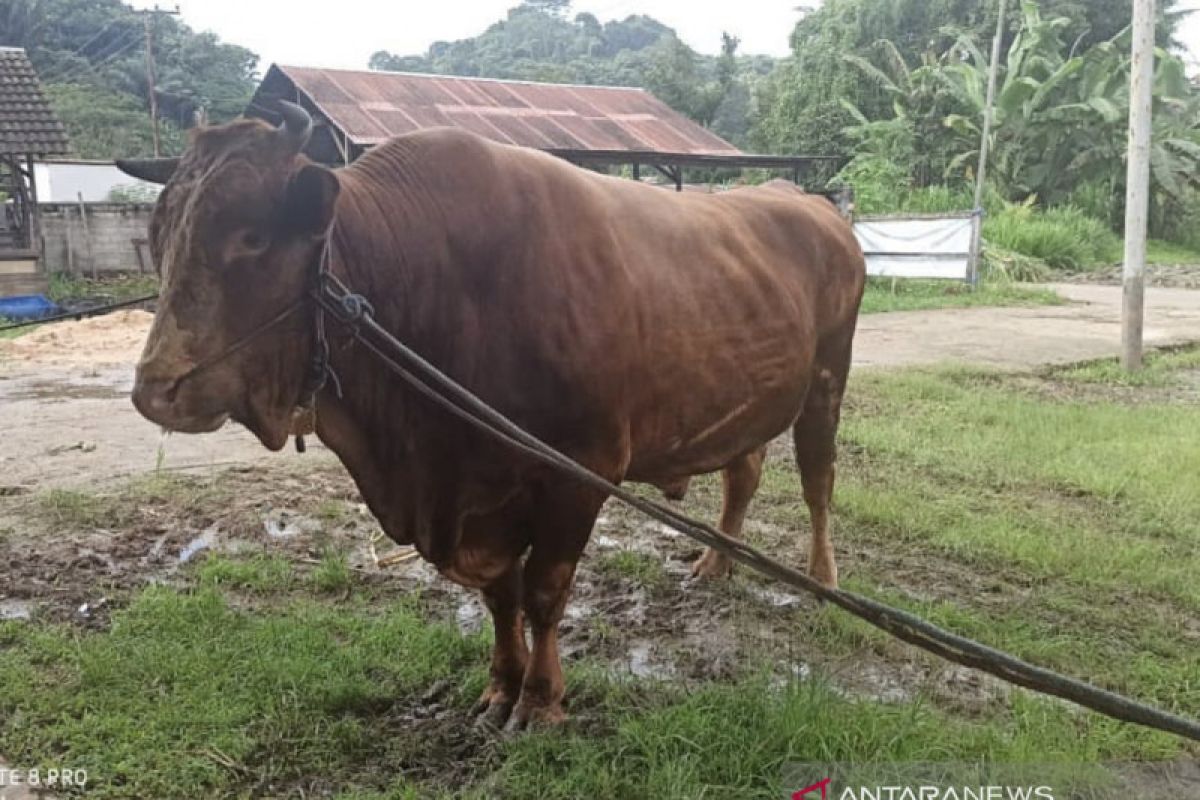 DPKH Kaltim telah siapkan sapi kurban Presiden Jokowi