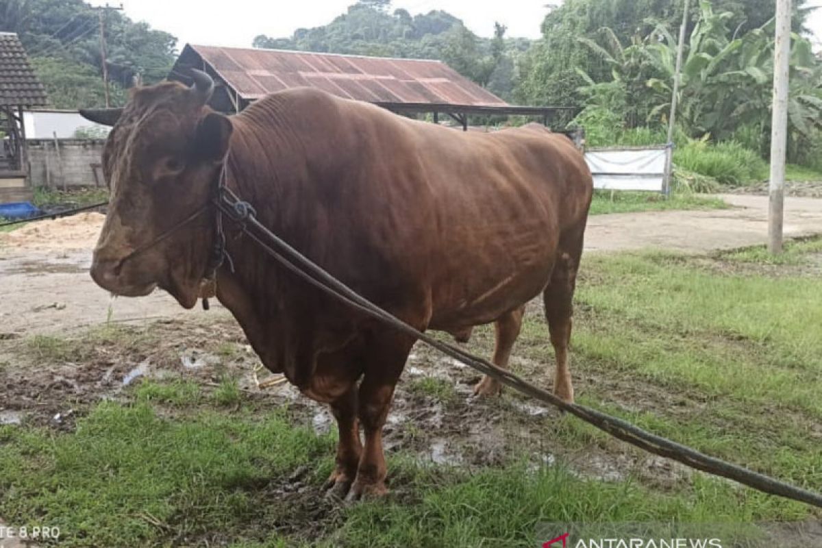 DPKH Kaltim siapkan sapi kurban Presiden Jokowi