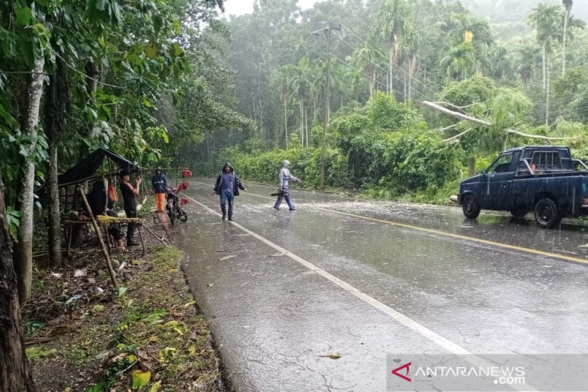 Pohon tumbang di Aceh timpa sepeda motor dan kabel listik PLN