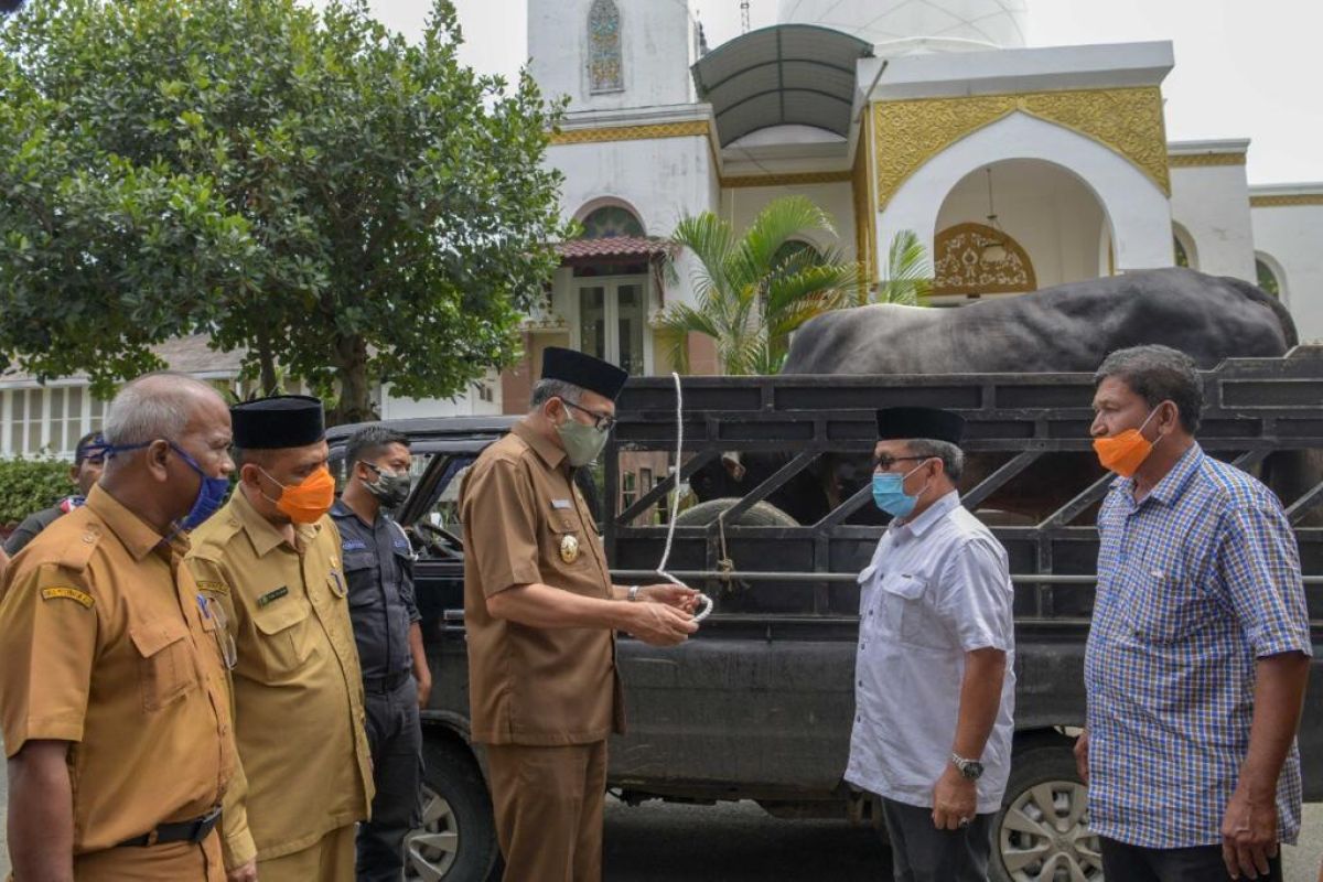 Pemerintah Aceh terima sapi kurban dari Presiden seberat 856 Kg