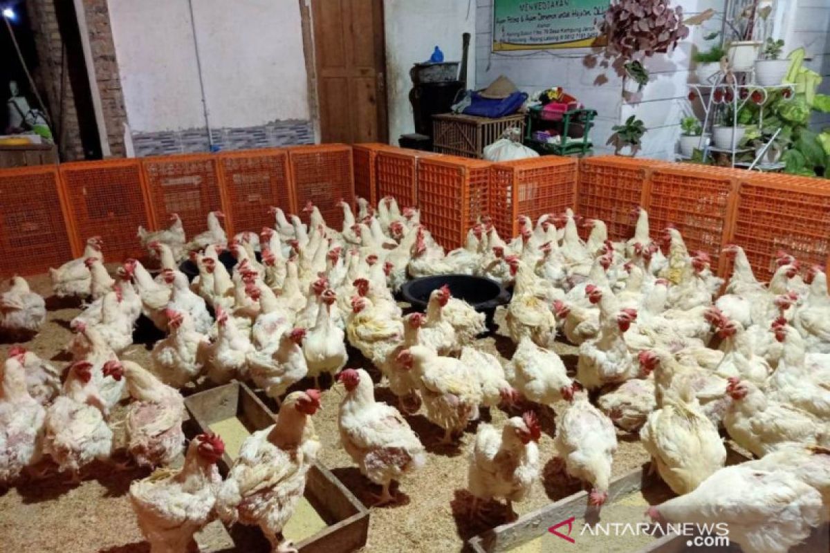 Harga jual ayam potong di Rejang Lebong naik