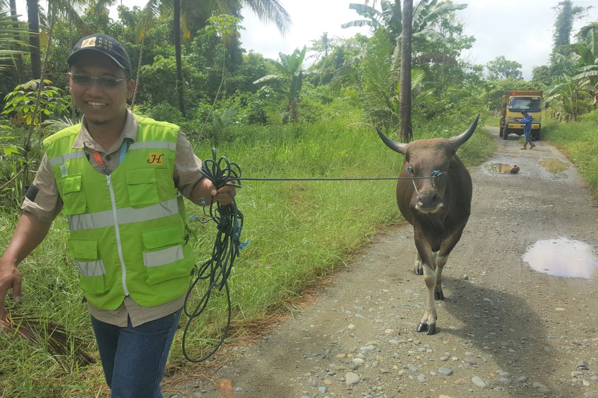 Harita Nickel bagikan 14 ekor sapi sambut Idul Adha di pulau Obi