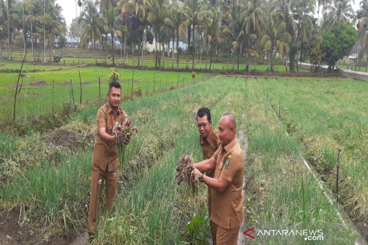 Penangkaran bawang merah akan dibuat di Desa Lumban Pasir